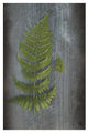 "Woodland Fern V" Digital Paper Print by Sue Schlabach, 18"x26"