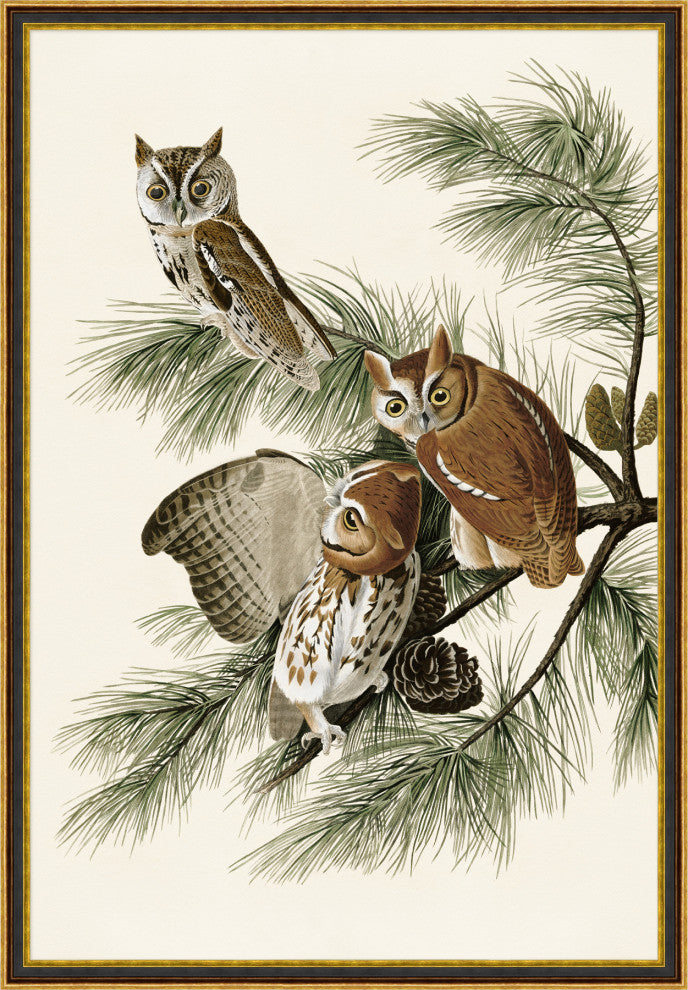 Owl Print 2, Giclee Reproduction Artwork