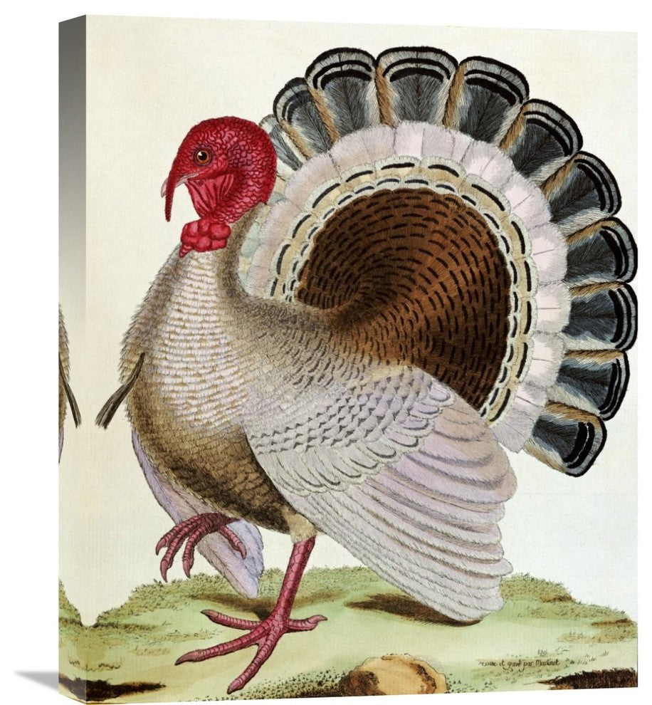 "Turkey" Stretched Canvas Giclee by Georges-Louis Leclerc Buffon, 18"x22"
