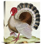 "Turkey" Stretched Canvas Giclee by Georges-Louis Leclerc Buffon, 18"x22"