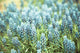 "Blue Bells" by Morgan Hartley Painting Print Wrapped Canvas, 18x12