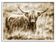 Vintage Cow In Pasture Animal Photo, 14 x 11