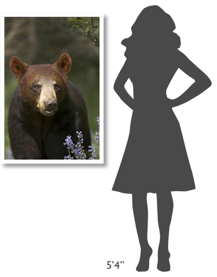"Black Bear portrait, North America" Paper Print by Tim Fitzharris, 26"x38"