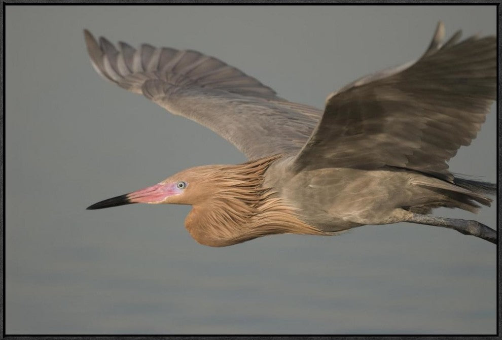 "Reddish Egret flying, Fort Desoto Park, Florida"  by Steve Gettle, 37x25"