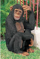 Monkey Scratching Head