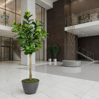 Vickerman Potted Fiddle Tree, 10'