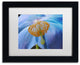 Cora Niele ''Blue Poppy'' Matted Framed Art