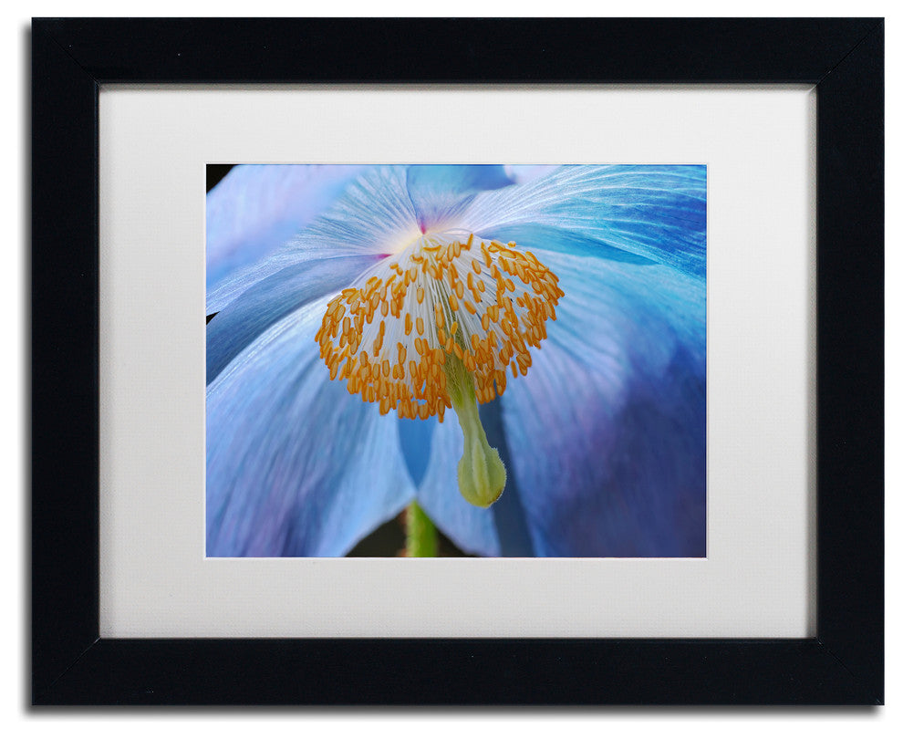 Cora Niele ''Blue Poppy'' Matted Framed Art