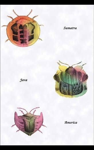 Beetles of Sumatra, Java and America #1- Canvas Poster 20" x 30"