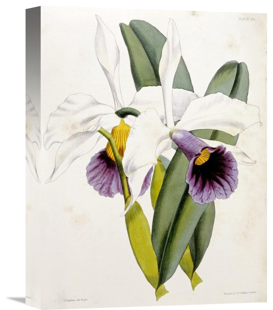 "Lily" Stretched Canvas Giclee by William Curtis, 12"x16"