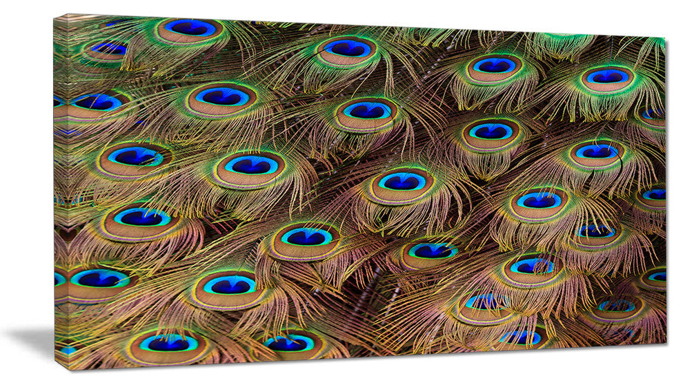 Peacock Bird Tail Feathers in Close Up, Animal Canvas Art Print, 32"x16"
