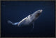 "Humpback Whale" Framed Canvas Giclee by Barathieu Gabriel, 19x13"