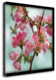 "Quince Blossoms II" By Sue Schlabach, Giclee Print on Gallery Wrap Canvas