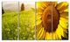 "Yellow Field With Big Sunflower" Landscape Art Canvas Print, 4 Panels, 48"x28"