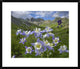 Colorado Blue Columbine Meadow At American Basin, Colorado, 26"x22"