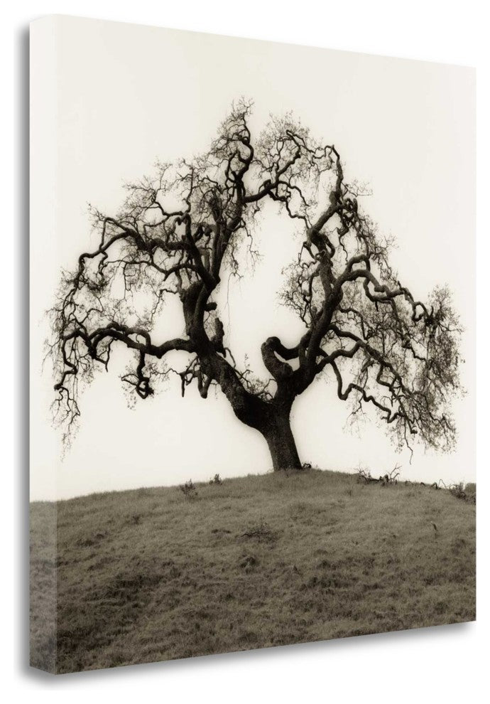 "Hillside Oak Tree" By Alan Blaustein, Giclee Print on Gallery Wrap Canvas