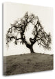 "Hillside Oak Tree" By Alan Blaustein, Giclee Print on Gallery Wrap Canvas