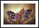 "Robin Moths" Framed Digital Print by Jimmy Hoffman, 44x32"