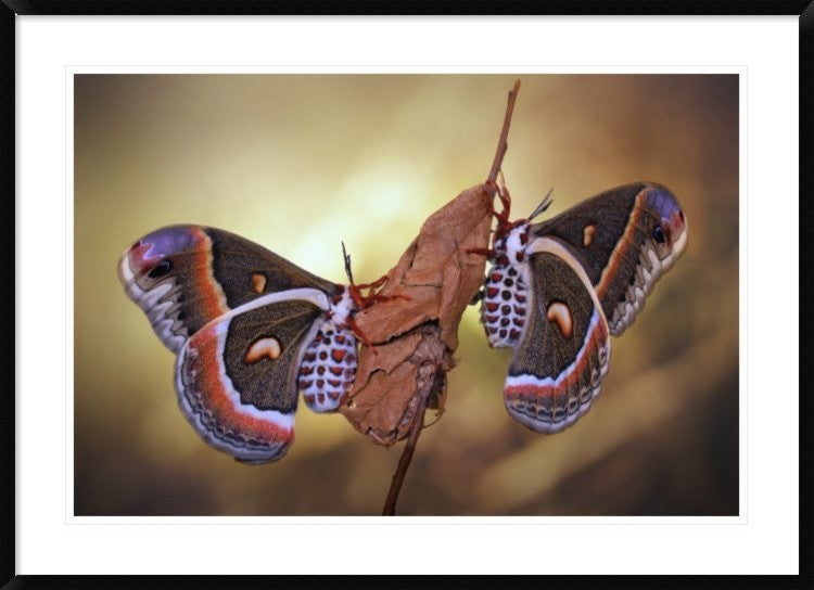 "Robin Moths" Framed Digital Print by Jimmy Hoffman, 44x32"