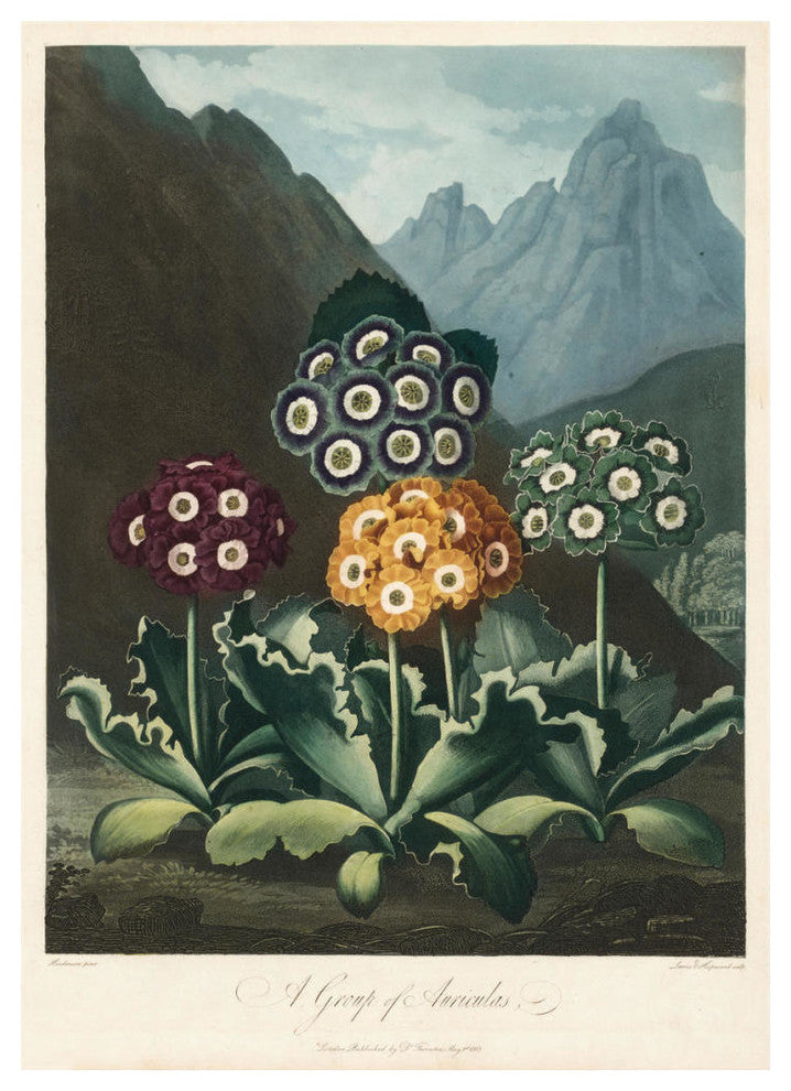 "A Group of Auriculas, 1803" Digital Paper Print by Frederick Lewis, 18"x24"