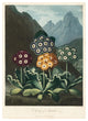 "A Group of Auriculas, 1803" Digital Paper Print by Frederick Lewis, 18"x24"