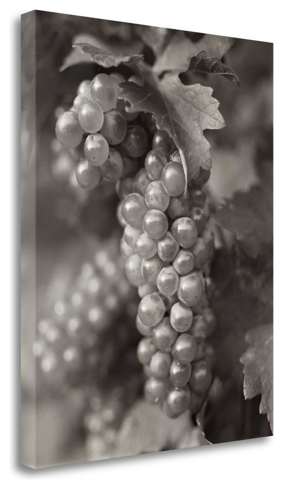 "Grapes - 21" By Alan Blaustein, Giclee Print on Gallery Wrap Canvas