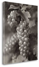 "Grapes - 21" By Alan Blaustein, Giclee Print on Gallery Wrap Canvas