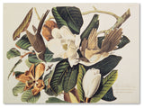 'Black-Billed Cuckoo' Canvas Art by John James Audubon