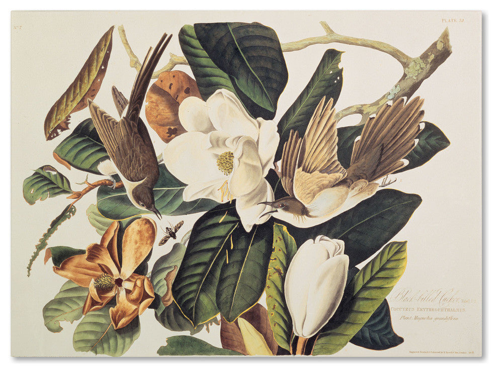 'Black-Billed Cuckoo' Canvas Art by John James Audubon