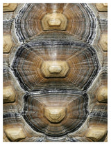 "Carapaced Motif VI" Fine Art Piece