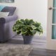 23" Variegated Hosta Artificial Plant, Gray Planter