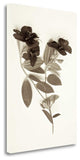 "Garden Bloom - 6" By Alan Blaustein, Giclee Print on Gallery Wrap Canvas