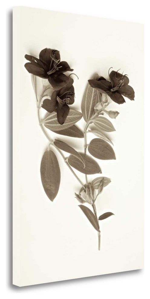 "Garden Bloom - 6" By Alan Blaustein, Giclee Print on Gallery Wrap Canvas