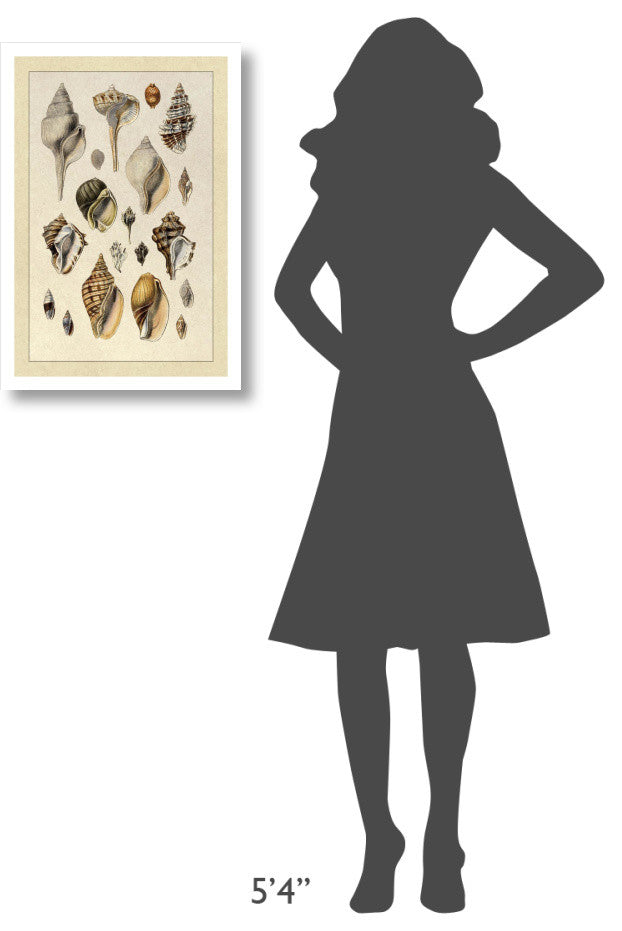 "Shells: Sessile Cirripedes #3" Digital Paper Print by G.B. Sowerby, 18"x26"