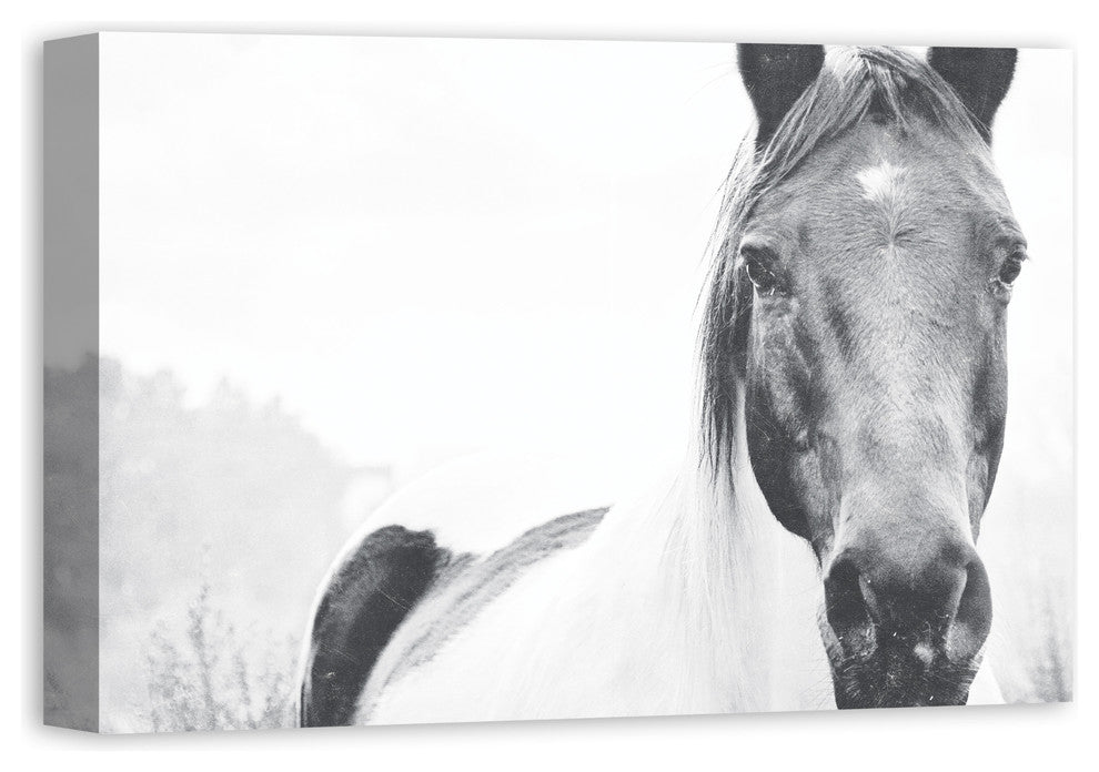 Black and White Lone Horse 16x24 Canvas Wall Art