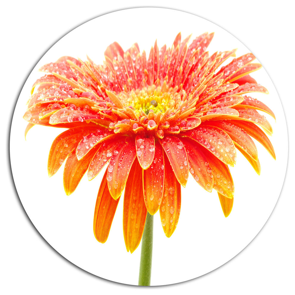Orange Gerbera On White, Floral Round Wall Art, 11"