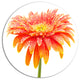 Orange Gerbera On White, Floral Round Wall Art, 11"