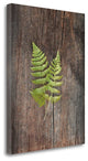 "Woodland Fern II" By Sue Schlabach, Giclee Print on Gallery Wrap Canvas