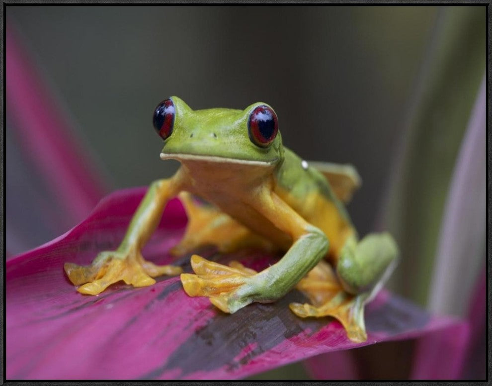 "Gliding Leaf Frog portrait, Costa Rica"  by Tim Fitzharris, 33x25"