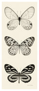 "Butterfly - BW Panel II" Digital Paper Print by Debra Van Swearingen, 26"x62"