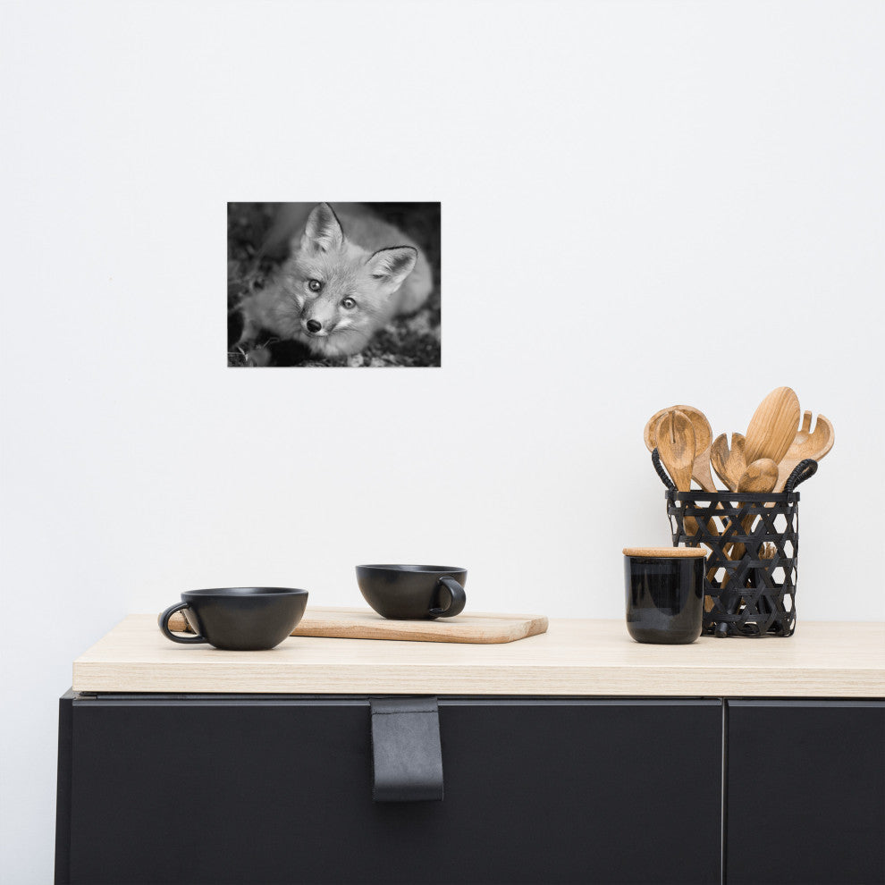 Young Red Fox Face Black & White Animal Wildlife Photograph Loose Wall Art Print, 8" X 10"
