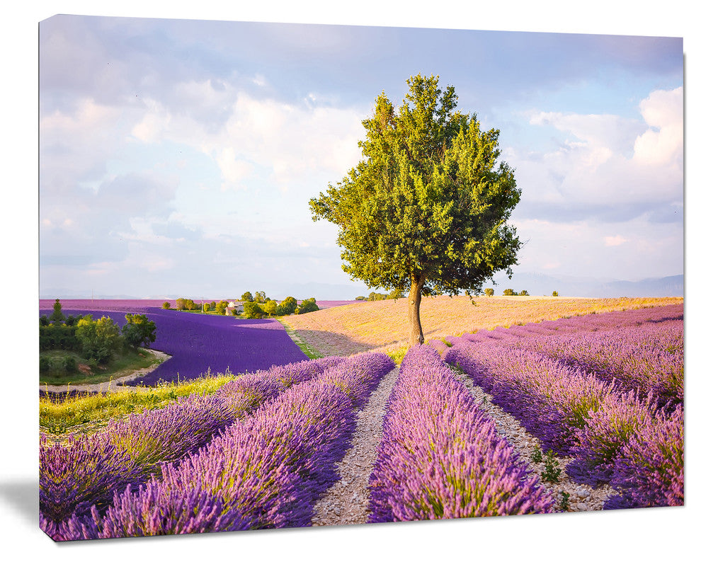 Lonely Green Tree in Lavender Field, Extra Large Landscape Canvas Art, 20"x12"