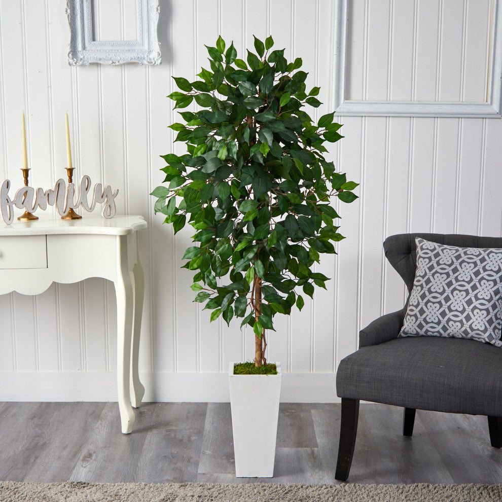 Lifestyle image showing ficus tree in a home interior with furniture and decor.