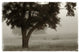 "Calm Mist" Digital Paper Print by Debra Van Swearingen, 62"x42"