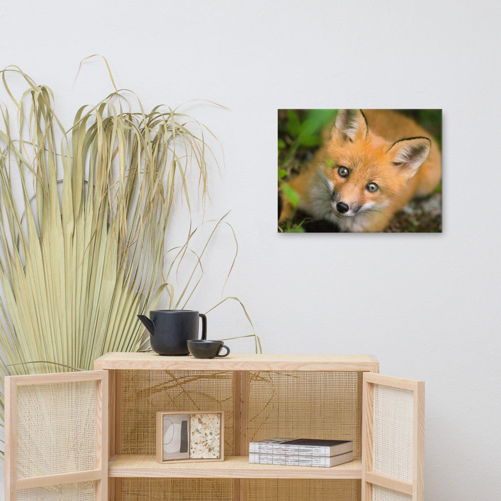 Young Red Fox Face Animal Wildlife Nature Photograph Canvas Wall Art Prints, 18" X 24"