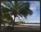 "Palm trees line Pelada Beach, Costa Rica"  by Tim Fitzharris, 17x13"