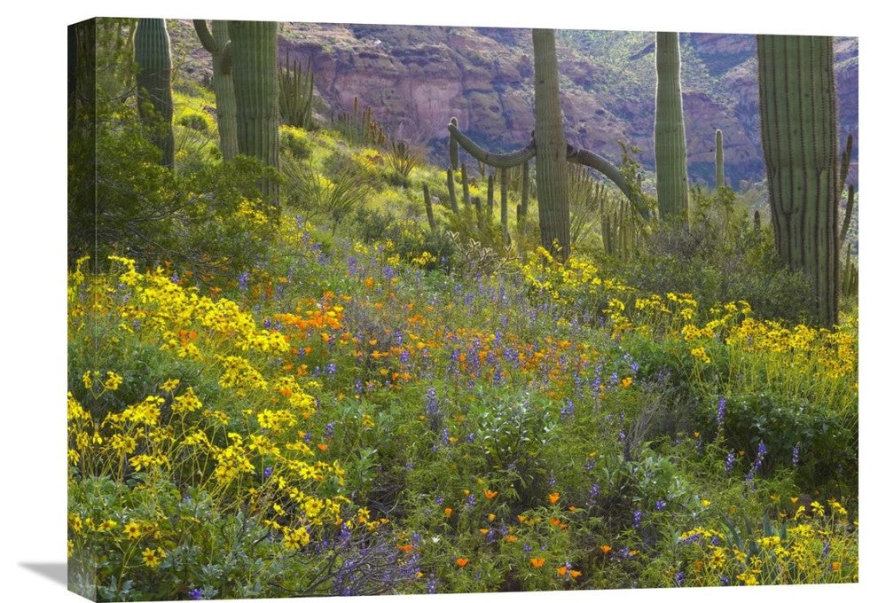 "Saguaro Amid Flowering Lupine, Organ Pipe Cactus National Monument, AZ" Artwork