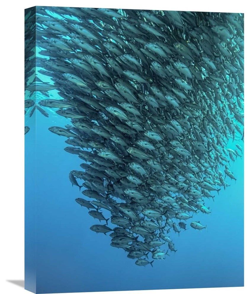 "Schooling Jackfishes" Stretched Canvas Giclee by Henry Jager, 17"x22"
