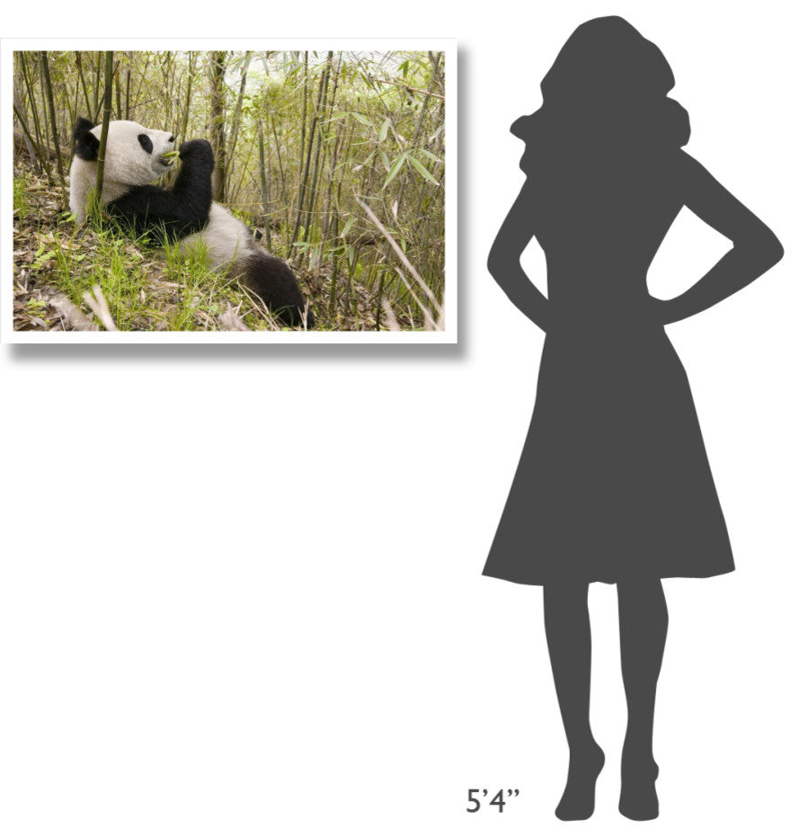 "Xiang Xiang eating bamboo, Wolong Nature Reserve, China" Paper Art, 38"x26"