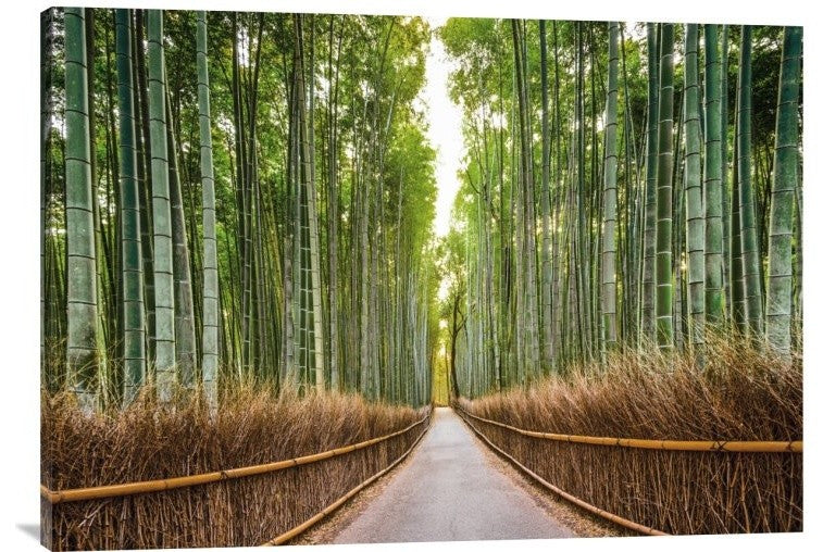 "Bamboo Forest, Kyoto, Japan" Stretched Canvas Giclee by Pangea Images, 36x26"